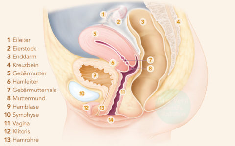 Organe weibliches Becken © GU Verlag "Natürlich Verhüten"