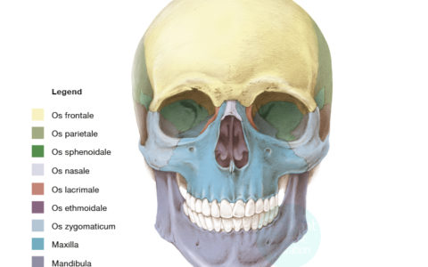 Die Knochen im menschlichen Schädel